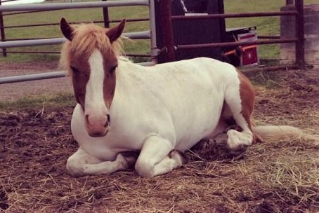 Pogey, white and brown pony on Heartland
