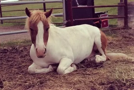 Pogey, white and brown pony on Heartland