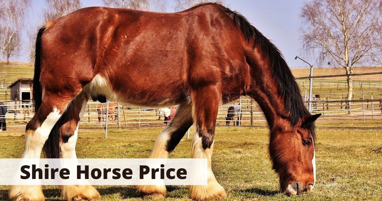 Shire Horse Price, how much does a shire horse cost?