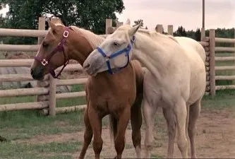 Slick and Betty horses