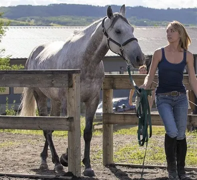 Zeus, dapple grey jumping horse on Heartland