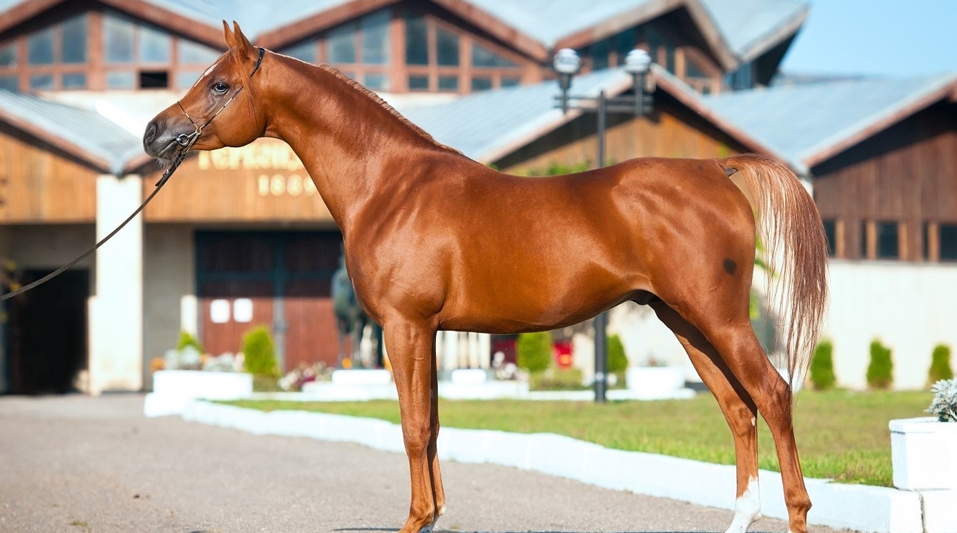8 Most Famous Arabian Horses in History