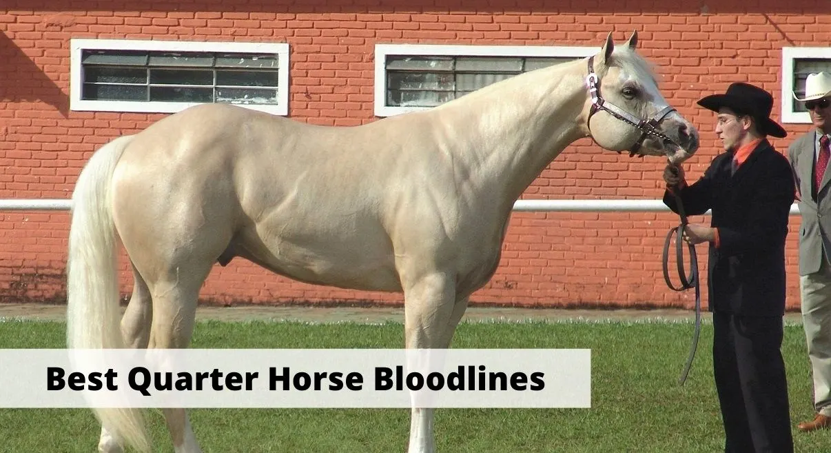 Best Quarter Horse bloodlines from famous ranch horses