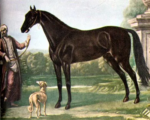 Byerly Turk, famous Arabian horse