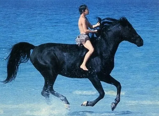 Cass Ole, black Arabian horse running along a beach in The Black Stallion movie
