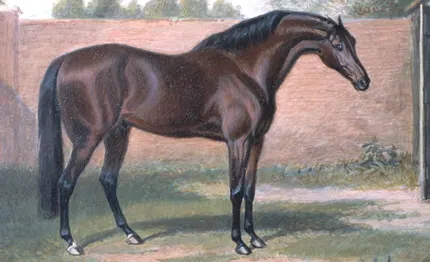 Godolphin Arabian horse