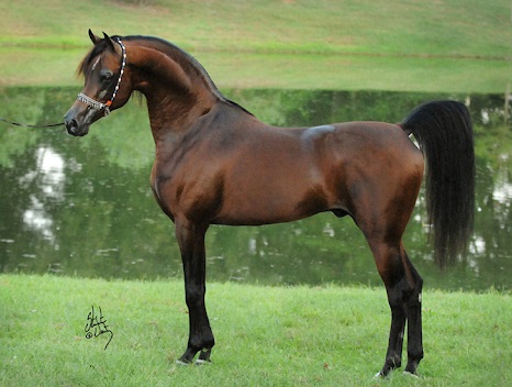 Marwan Al Shaqab, famous Arabian stallion