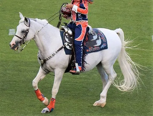 Thunder, Arabian horse mascot for the Denver Broncos American football team
