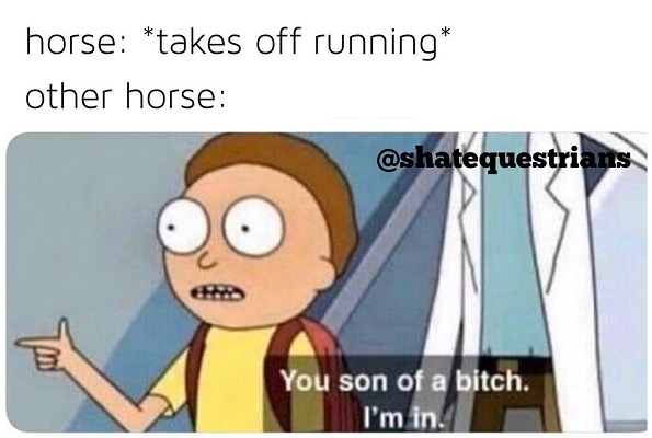 funny horse running off picture meme