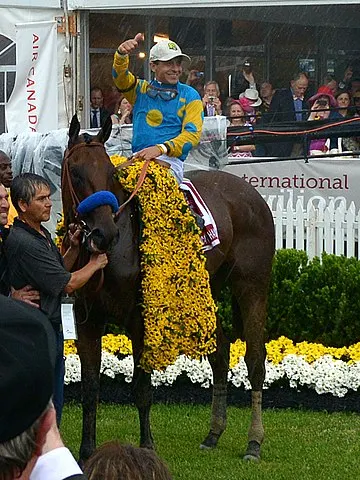 American Pharoah racehorse at the 2015 Preakness Stakes at Pimlico