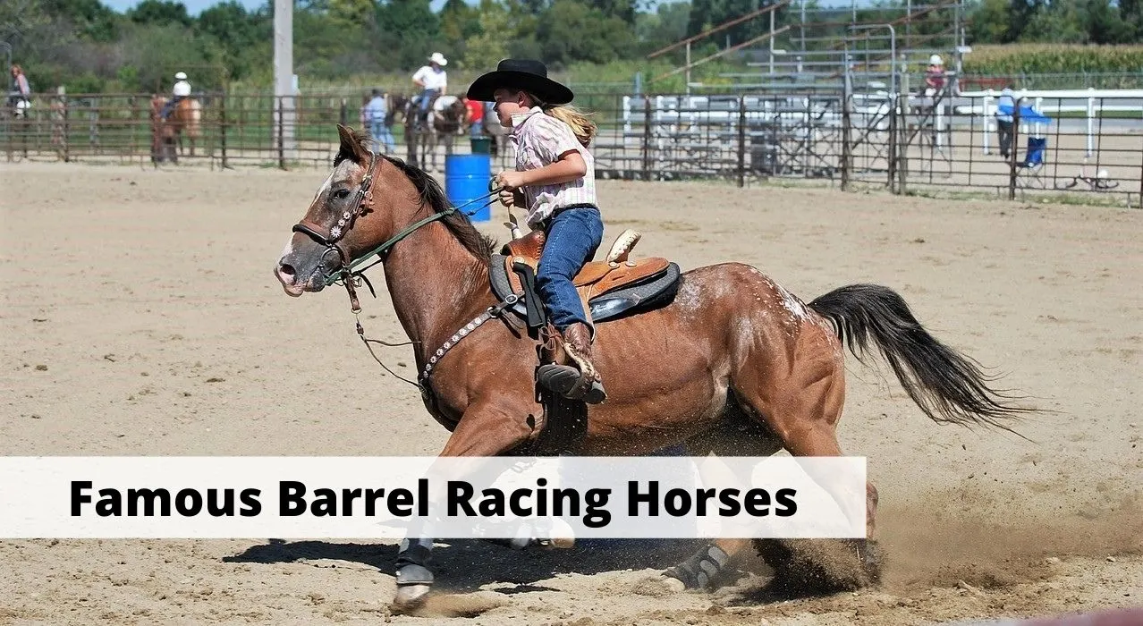7 Most Famous Barrel Racing Horses in History