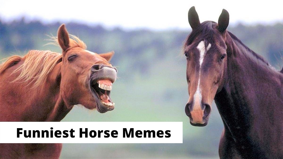 40 Funny Horse Memes Equestrians Will Find Hilarious
