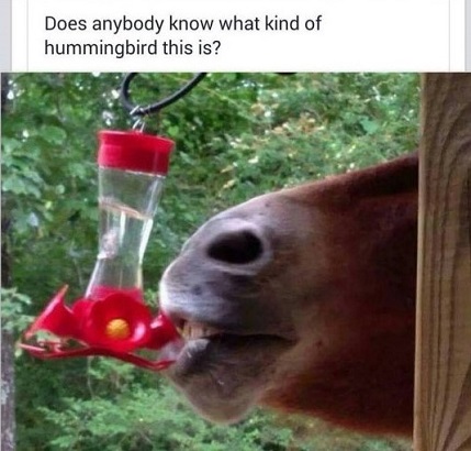 funny horse hummingbird feeder meme