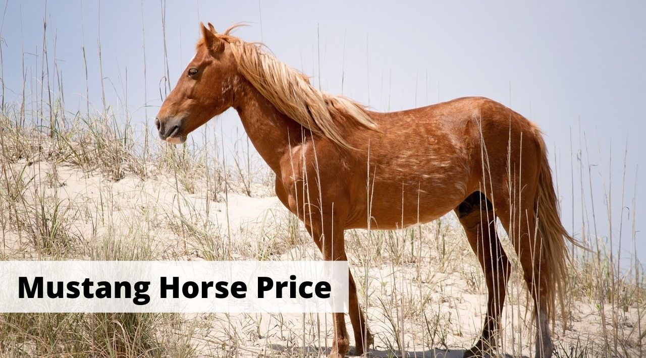 Mustang Horse Price - How much does a Mustang horse breed cost?