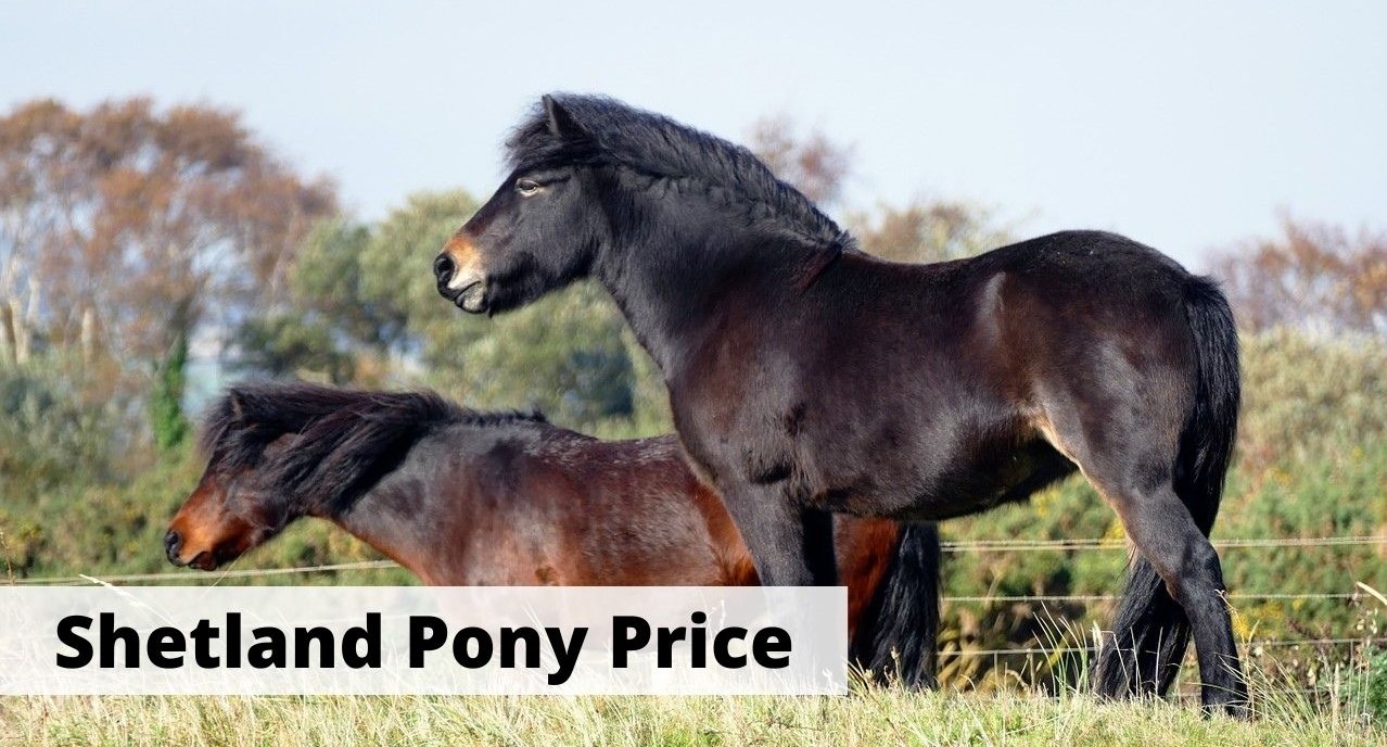 Shetland Ponies price, how much do they cost?
