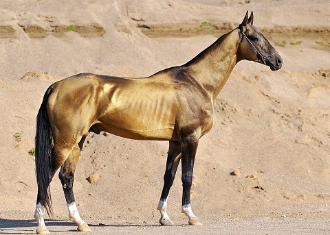 Akhal-Teke horse breed