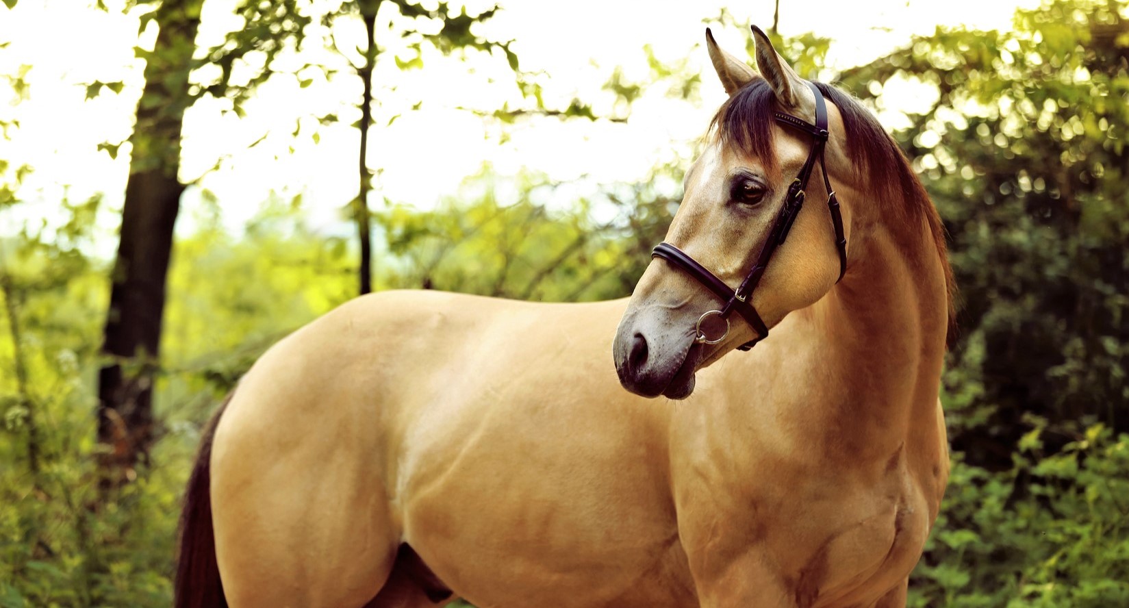 American Quarter Horse breed facts and history