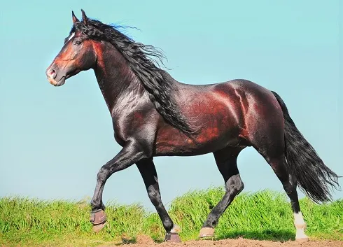 Andalusian horse trotting