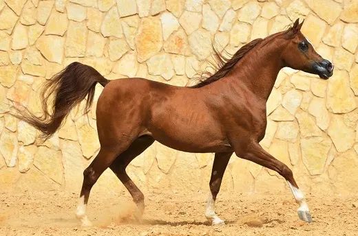 Purebred chestnut Arabian horse