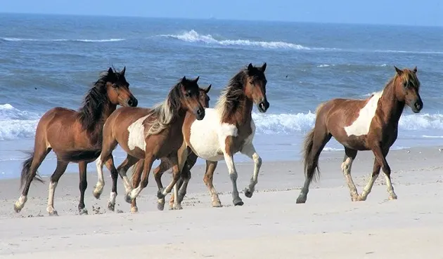 Assateague and Chincoteague Islands wild horses