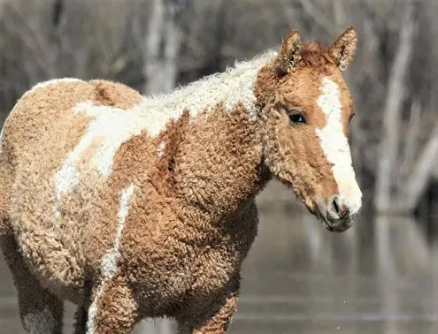 Bashkir Curly horse, unique horse breed