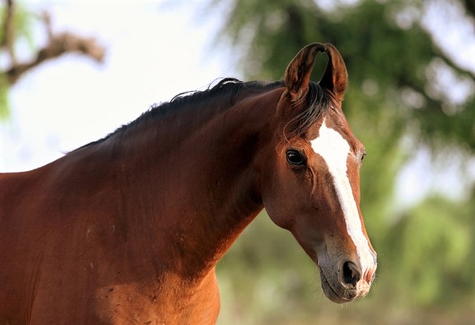 Bay Marwari horse with curly ears