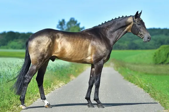 Beautiful Akhal-Teke horse with a metallic coat