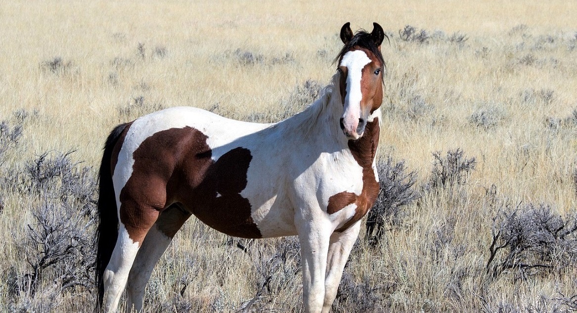 Best places in North America to see wild horses
