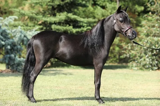 Black Miniature Horse breed