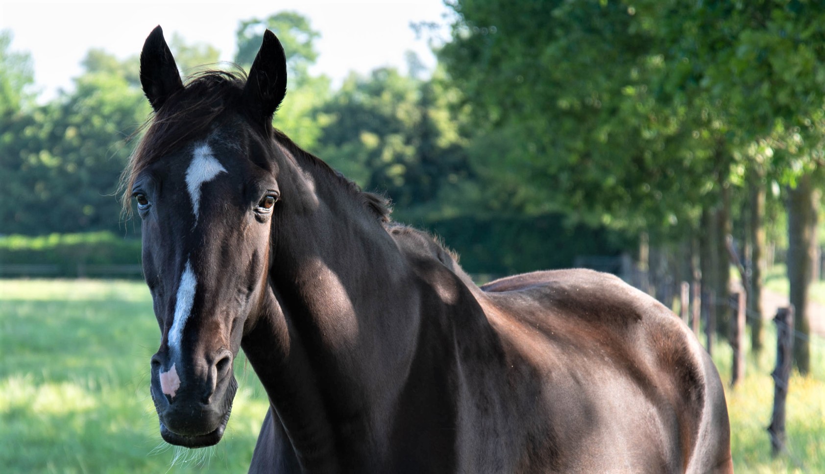Black Tennessee Walking horse facts