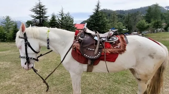Camarillo White Horse Standing In Shogran, Pakistan