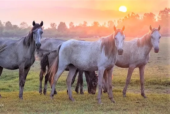 Herd of Caspian horses