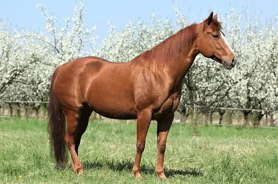Chestnut Quarter Horse