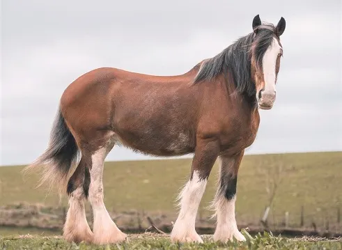 Large Clydesdale horse breed in a field