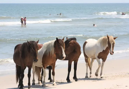 Corolla Wild Horses of the Outer Banks, North Carolina