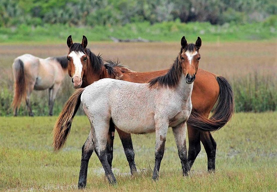 Cumberland Island wild horses
