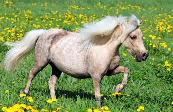 Falabella pony palomino trotting in a field