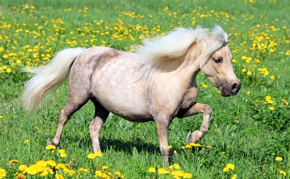 Falabella, the smallest horse breed