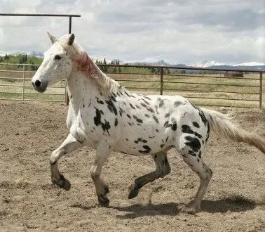 Ghost wild Mustang horse on Heartland