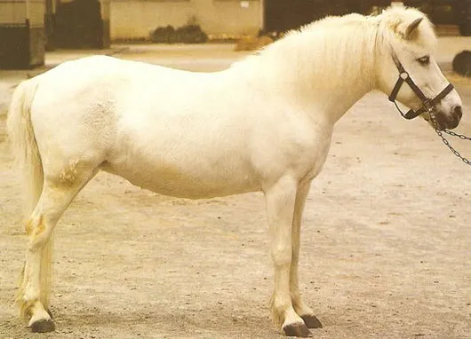 Guoxia pony breed