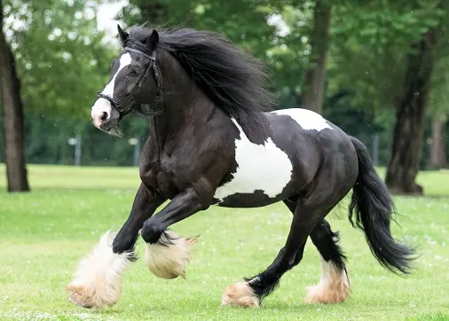 Gypsy Vanner horse at a trot