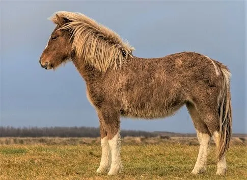 Icelandic horse in the wild