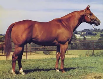 Impressive, Famous Quarter Horse stallion linked with hyperkalemic periodic paralysis (HYPP) 