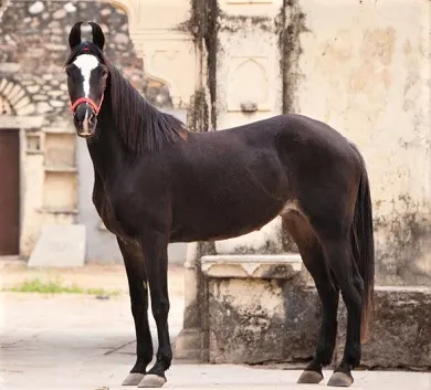 Indian Marwari horse breed