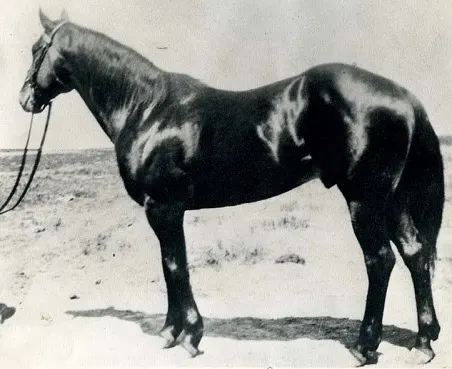 Joe Hancock quarter horse