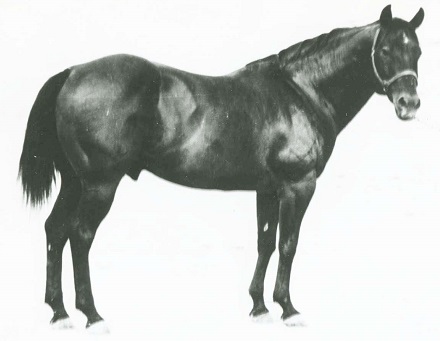 King, famous Quarter Horse