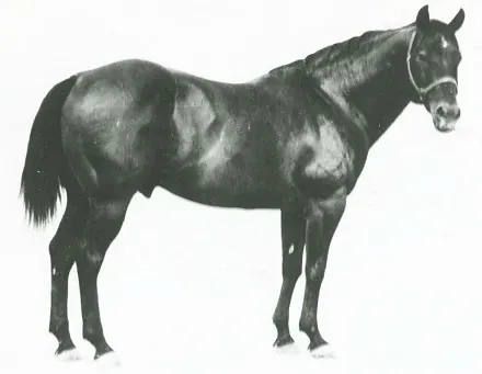 King, famous Quarter Horse