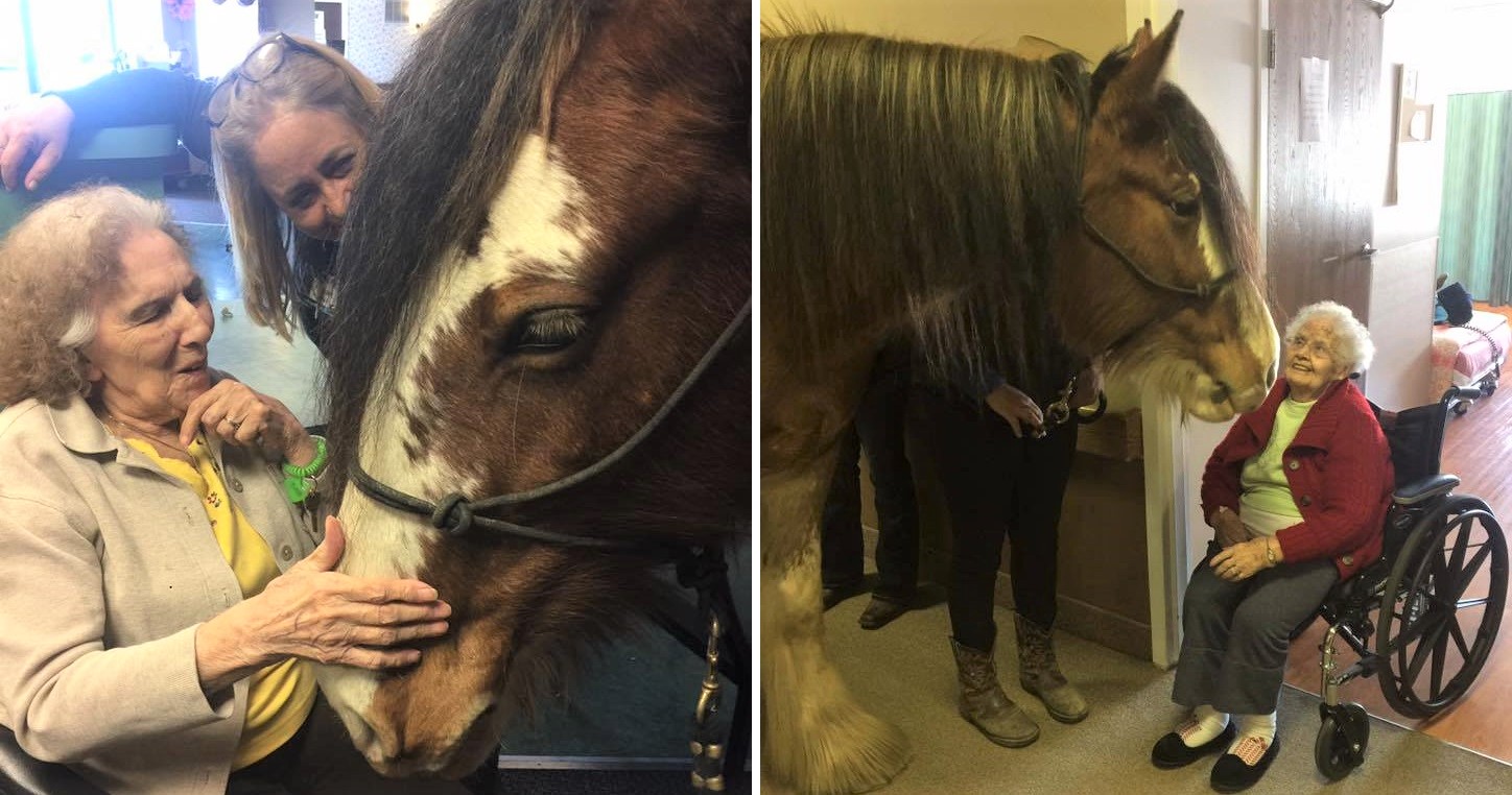 Loving Clydesdale horses Bring Joy to Seniors in Nursing Home