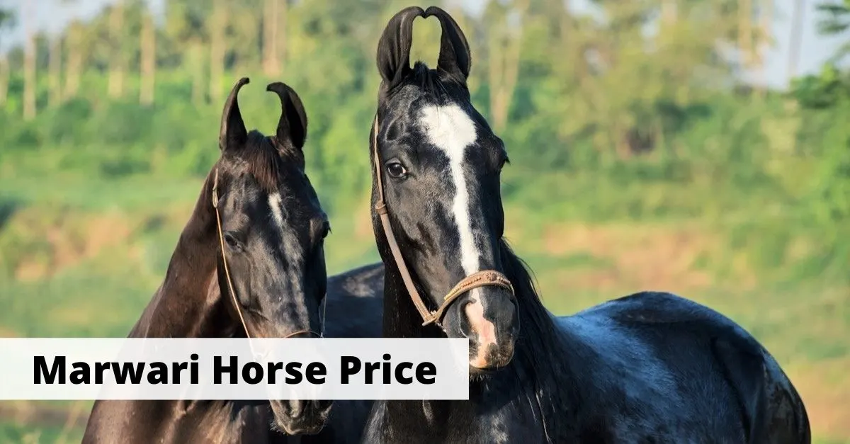 Marwari horse price. How much do Marwari horses cost?