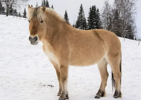Norwegian Fjord horse breed quiz